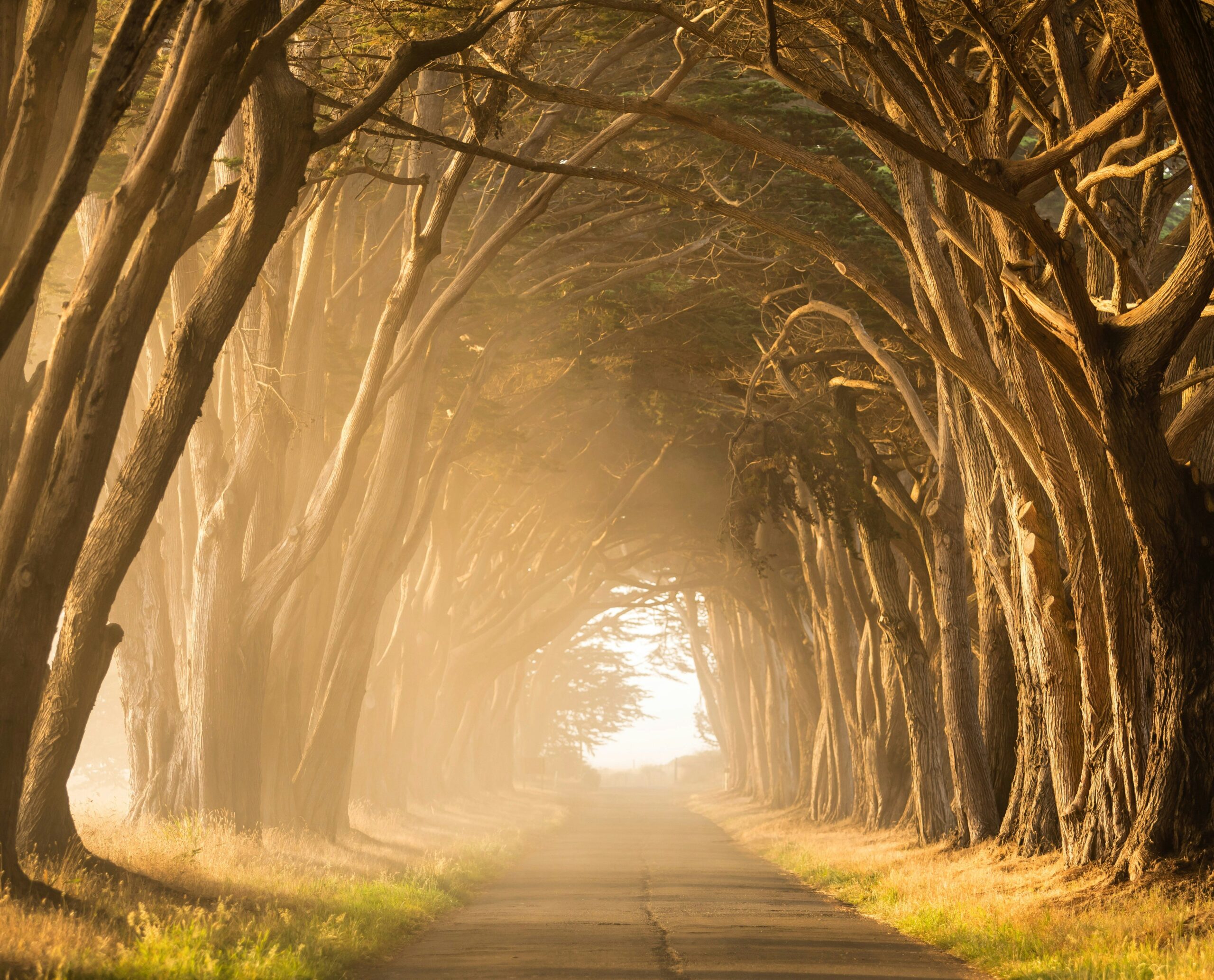 a path encased by trees, making it look like a tunnel to the light